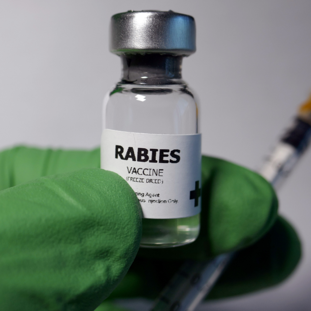 rabies